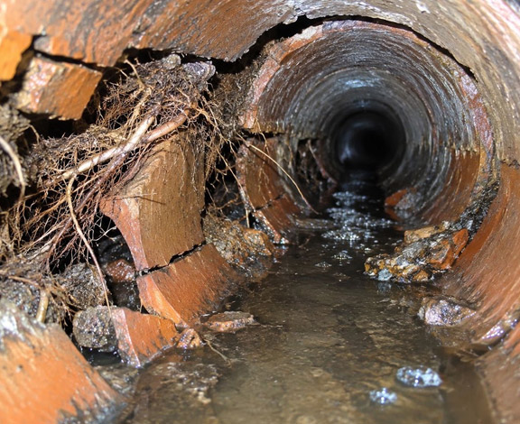 tree root intrusion because of nearby mature landscaping